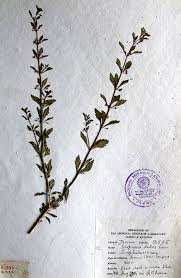 Image result for Scoparia dulcis