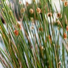 Image result for Juncus exsertus
