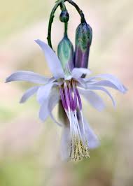 Image result for Lactuca glandulifera