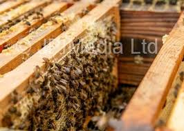 39397610-Weekend Cover story