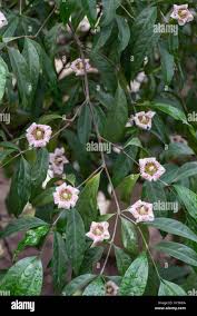 Image result for Rothmannia whitfieldii