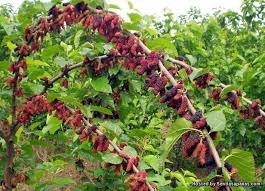 Maybe you would like to learn more about one of these? Cara Supaya Mulberi Berbuah Lebat Sentiasa Panas