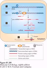 Maybe you would like to learn more about one of these? Eukaryotic Cell Biology Exam 1 Diagram Quizlet