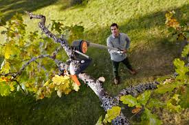 Dies sollte man vor allem auch im hinterkopf behalten, wenn man den zwergobstbaum in einem pflanzgefäß ausbringen möchte. Obstbaume Richtig Schneiden Diy Academy