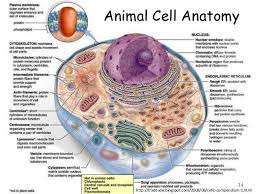 41527de5e77f38b6f37c274a9c16fa14 Jpg 638 479 Pixels Animal Cell Animal Cell Anatomy Cell Structure