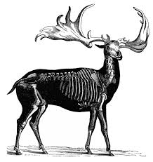 You treat others how you would like to be treated yourself, and if you. Irish Elk Facts Animal Sake