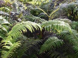 Image result for Diplorhynchus