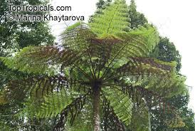 Image result for Cyathea cf. humilis