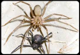 Black And Brown Wolf Spider Nature Master Of Machinery Dangerous Spiders Brown Recluse Recluse Spider