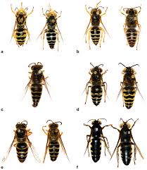 Image result for Selago dinteri