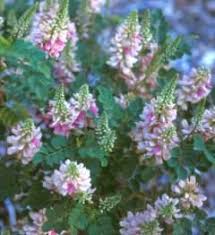 Image result for Indigofera sordida