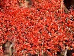 Image result for Combretum microphyllum