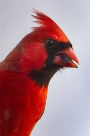 Black And Red Cardinal Bird Magicalnaturetour Beautiful Birds Colorful Birds Cardinal Birds