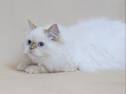 New Jersey Himalayan Kittens for sale - KaristaKats
