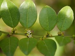 Image result for Scutia myrtina