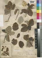 Image result for Androstachys johnsonii