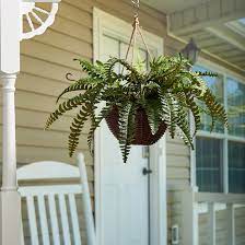 Maybe you would like to learn more about one of these? Bay Isle Home Artificial Boston Fern Plant In Basket Reviews Wayfair