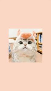 Wallpaper Aesthetic Fondos De Gato Gatos Bonitos Empapelado De Gato