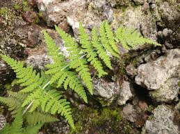Image result for Cheilanthes