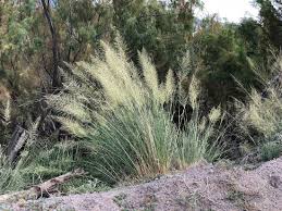 Image result for Sporobolus sanguineus