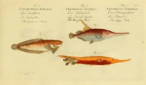 Image result for Liparis nyikana