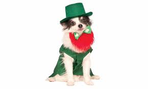Are you searching for military dog names? Irish Dog Names 105 Awesome Name Ideas For Your Dog