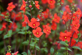 Image result for Scrophulariaceae