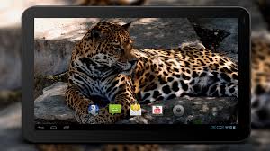 Wild cats, jaguars, predators, black jaguar, panther, pair, jaws. 4k Jaguar Live Wallpaper For Android Apk Download