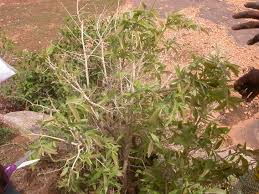 Image result for Hexalobus monopetalus