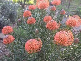 Image result for Leucospermum
