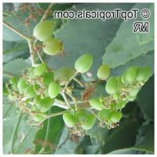 Image result for Cyphostemma adenocaule