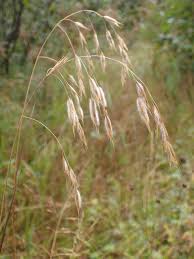 Image result for Bromus