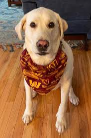 Washington Commanders Dog