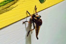 Bees are a monophyletic lineage within the superfamily apoidea. Robber Flies Grab Bees In Flight Honey Bee Suite