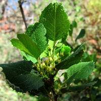 Image result for Rinorea ilicifolia