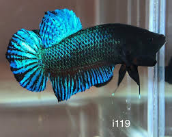 Betta Plakat Import Male Super Bagan Fighter I119 Big Game Betta Betta Fish Types Betta Fish