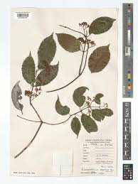 Image result for Campylostemon angolense