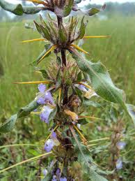 Image result for Hygrophila schulli