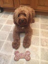 Cute puppies sell, and that makes the goldendoodle a favorite for puppy mills and greedy, irresponsible breeders. Kimberlee S Kennels