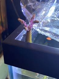 Maybe you would like to learn more about one of these? Flowering Aponogeton Aquarium Plants Forum 448521