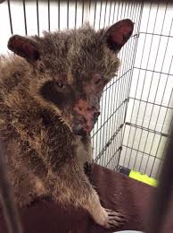 This will involve getting him warm and hydrated, and feeding him a milk replacement formula. Someone Set This Baby Raccoon On Fire And Left Her To Die