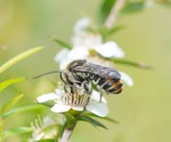 Image result for Lipotriche pungens