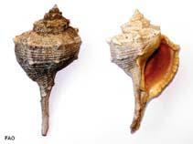 Image result for Micractis bojeri