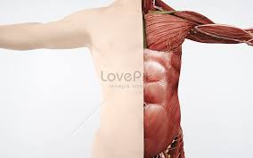Find out more about the individual muscles within the chest anatomy by clicking their respective links throughout this page. Male Chest Muscle Structure Creative Image Picture Free Download 401788438 Lovepik Com