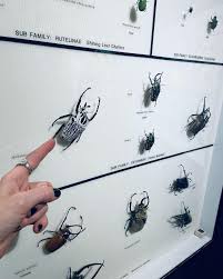 Image result for Chrysochloa