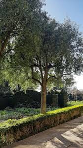 Image result for Maytenus