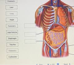 Are the premium videos censored? Solved Human Male Torso Superlfical Thoracic And Abdomin Chegg Com