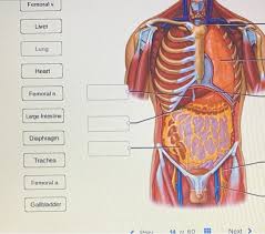 Are the premium videos censored? Solved Human Male Torso Superlfical Thoracic And Abdomin Chegg Com