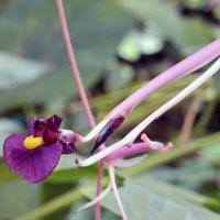 Image result for Marantochloa purpurea