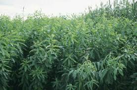 Image result for Crotalaria juncea